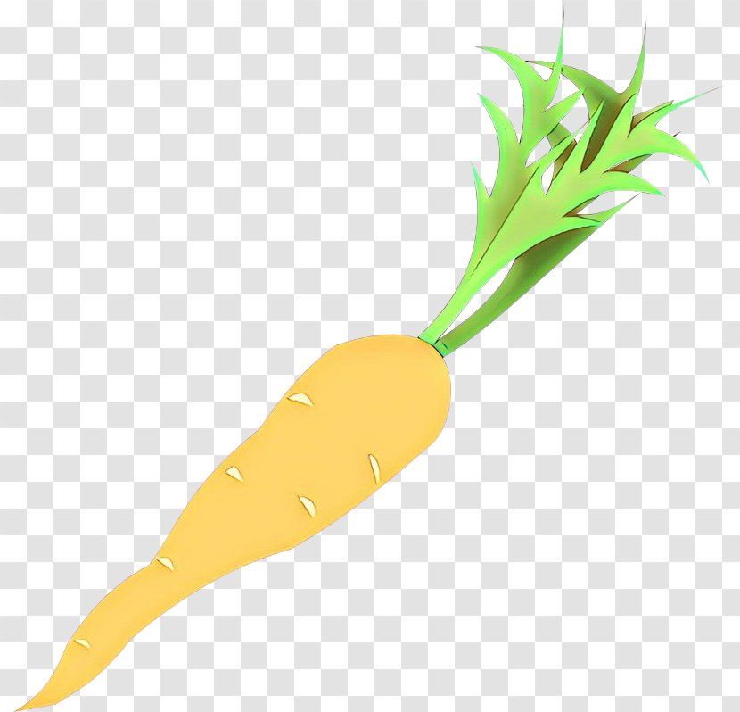 Radish Carrot Root Vegetable Daikon - Tuber - Arracacia Xanthorrhiza Transparent PNG