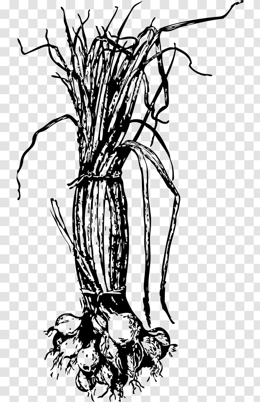Family Tree Drawing - Shallots - Herbaceous Plant Blackandwhite Transparent PNG