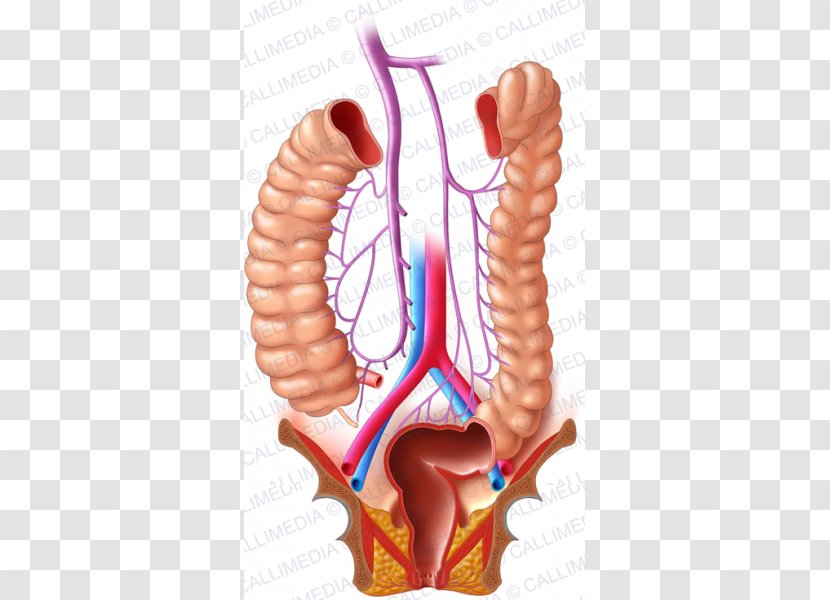 Large Intestine Lymphatic System Human Digestive Colorectal Cancer - Watercolor - Digestif Transparent PNG