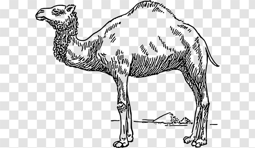 Bactrian Camel Dromedary Drawing Clip Art - Carnivoran - Camelblackandwhite Transparent PNG