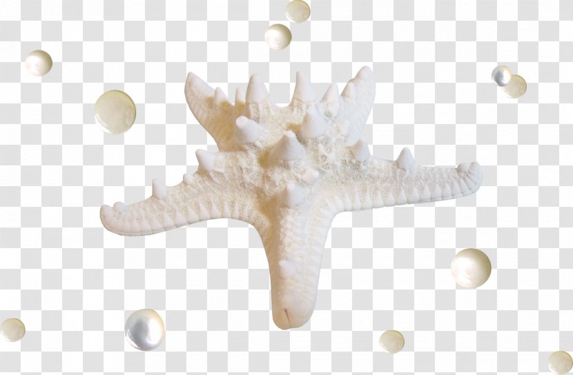Starfish Seashell Transparent PNG