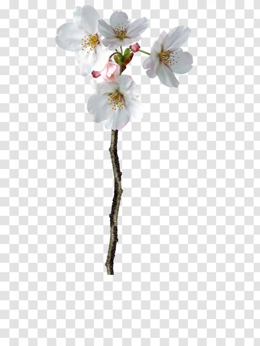 Flower PhotoScape Photography Clip Art - Cherry Blossom Transparent PNG