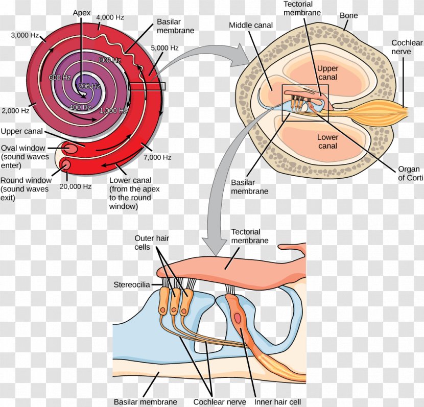 Transduction Auditory System Vestibular Hearing Cochlea - Flower - Ear Transparent PNG