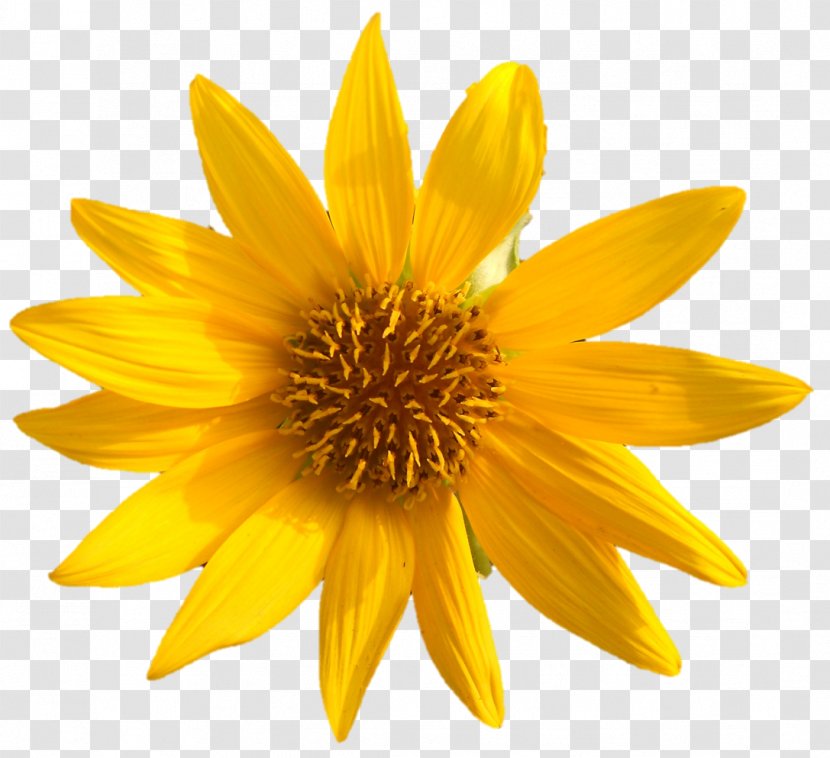 Clip Art Common Sunflower Vector Graphics Daisy Family Desktop Wallpaper - Flower Transparent PNG