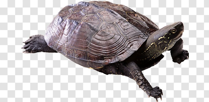 Turtle Shell - Chelydridae Transparent PNG