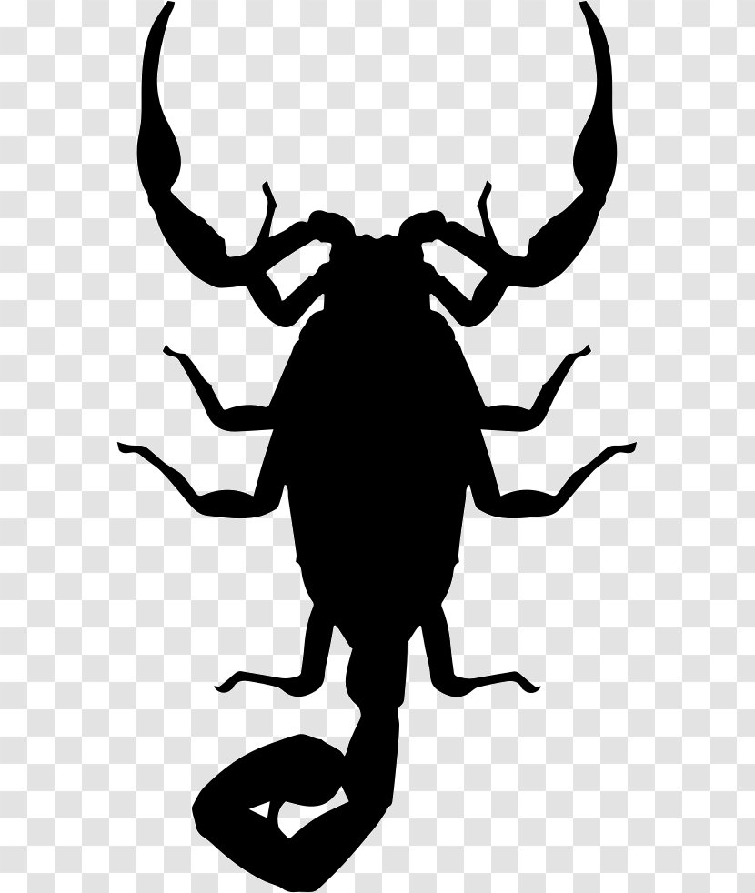 Arizona Bark Scorpion Insect Baja California Clip Art - Line Transparent PNG