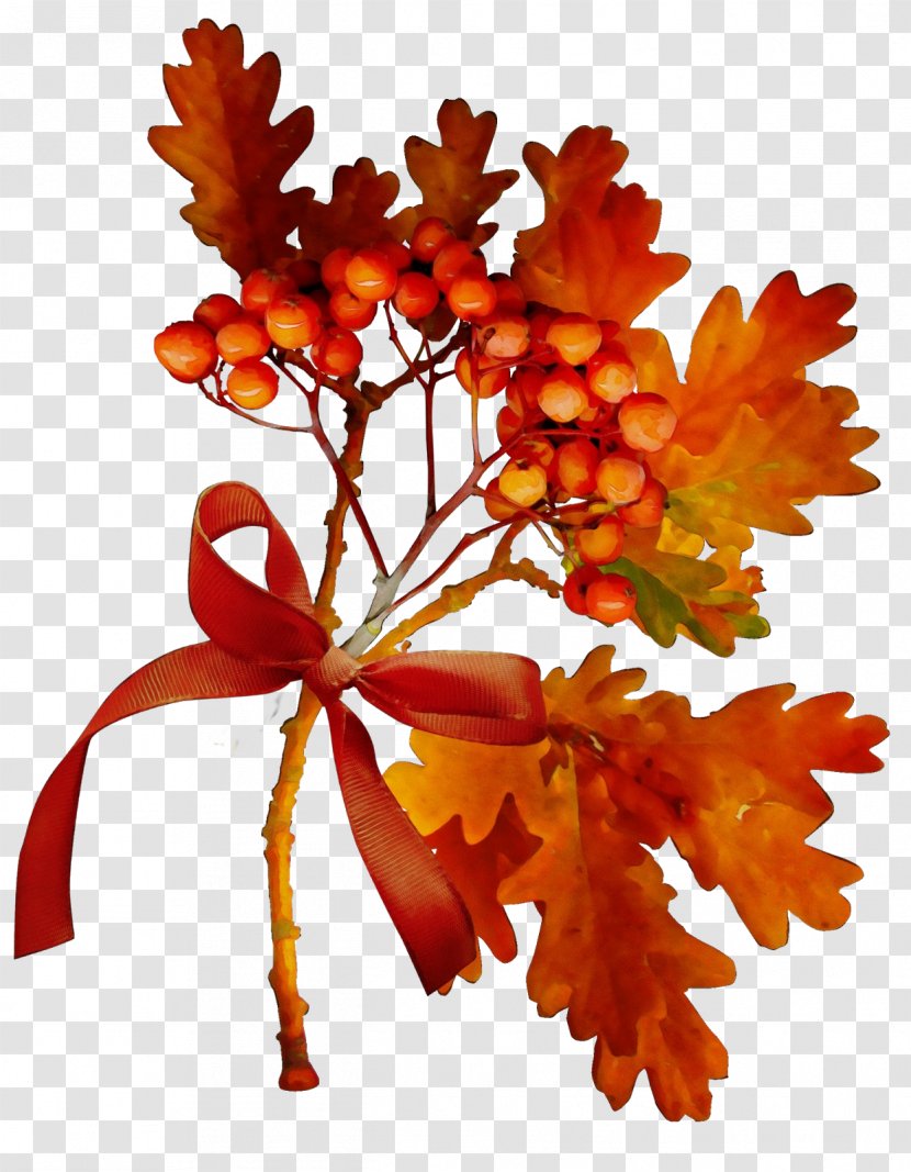 Orange - Flower - Plant Stem Autumn Transparent PNG
