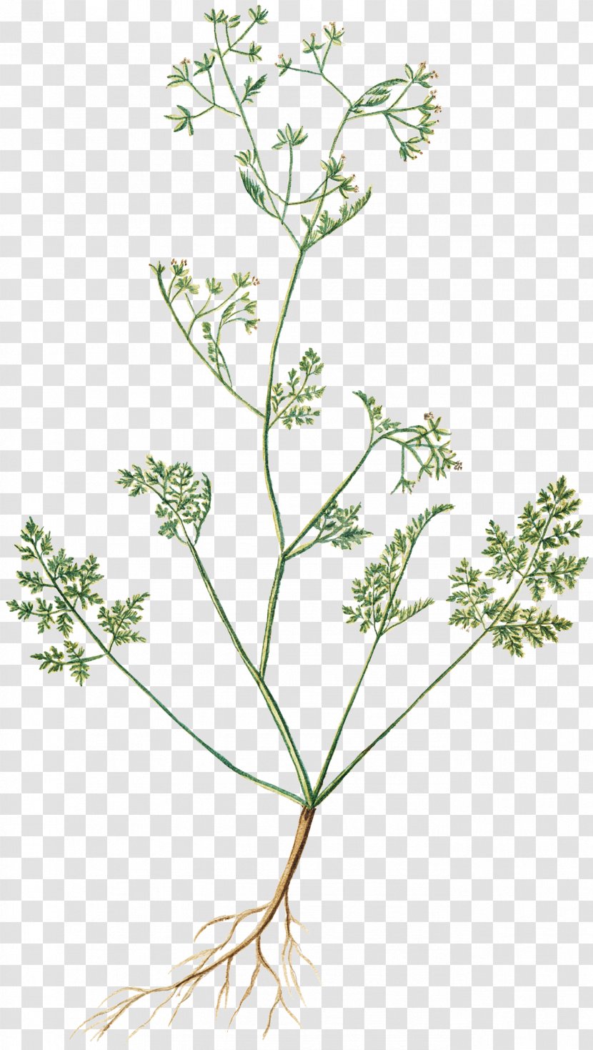 Cow Parsley Chervil Flower Cicely Herb Transparent PNG