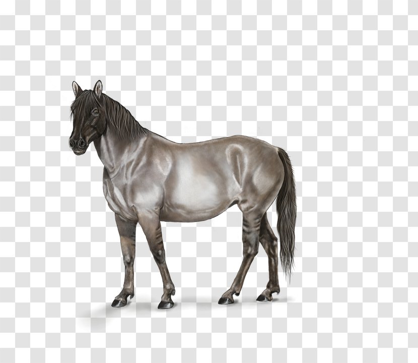 Ferghana Horse Mustang Stallion Mane - Tack - Creative Hand-painted Transparent PNG