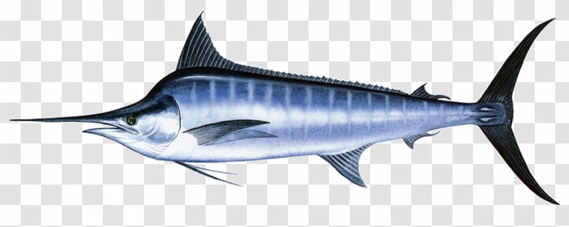 Swordfish Thunnus Black Marlin Atlantic Blue Yellowfin Tuna - Salmon - Dried Shrimp Transparent PNG