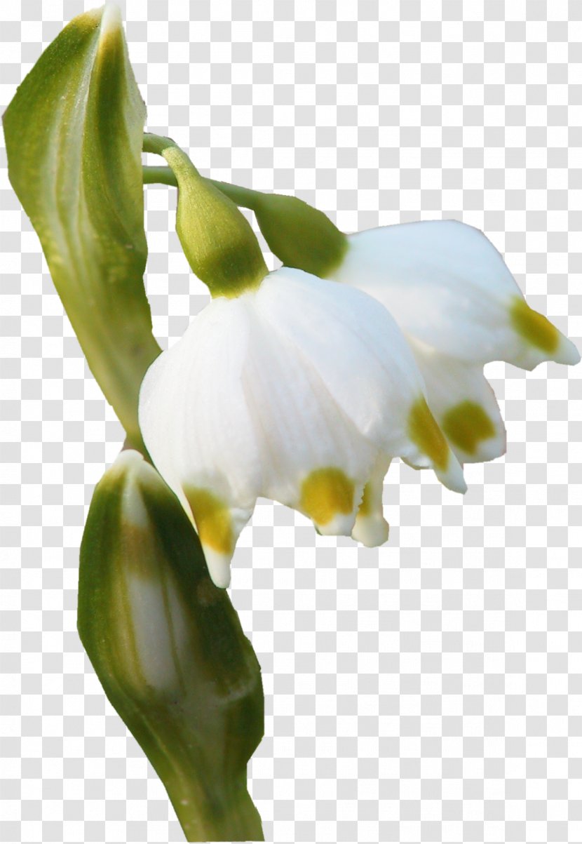 Flower Bud Petal Plant Stem - Plugin - Snowdrop Transparent PNG