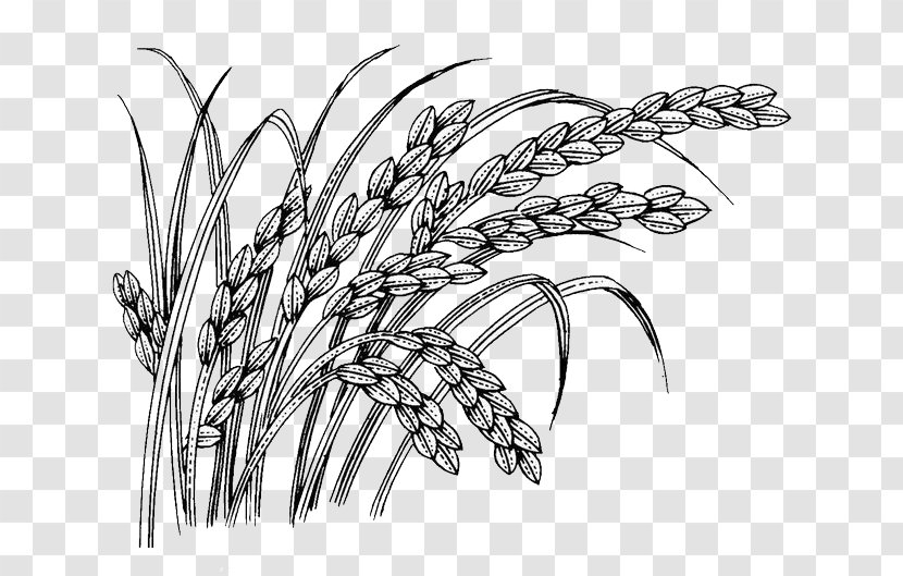 Oryza Sativa - Monochrome - Wheat Transparent PNG