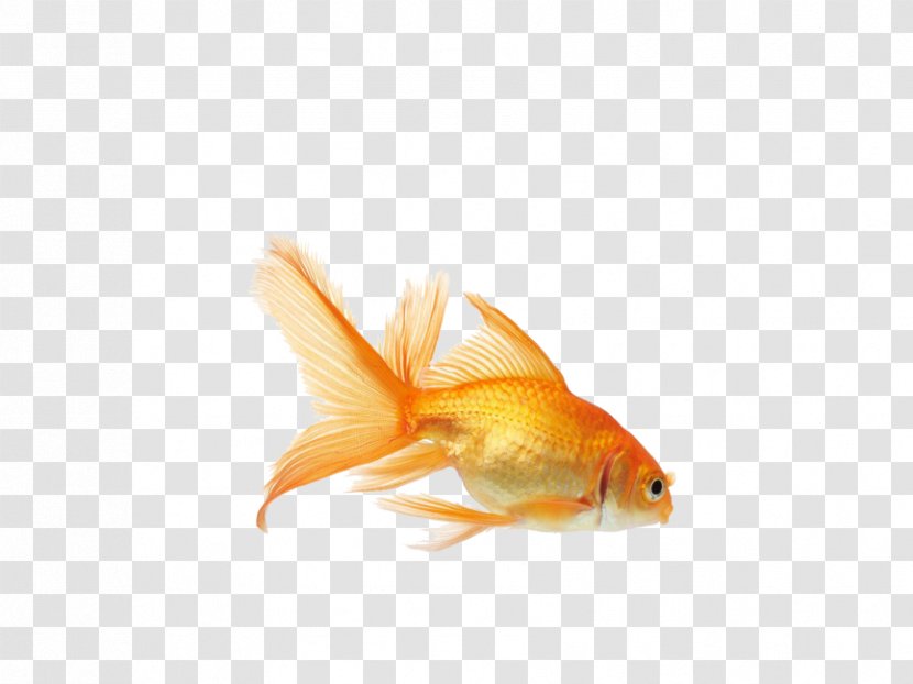 Common Goldfish Koi Aquarium Fish Feeder - Tail Transparent PNG