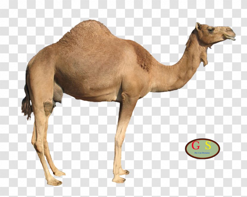 Dromedary Bactrian Camel Clip Art - Display Resolution - Like Mammal Transparent PNG