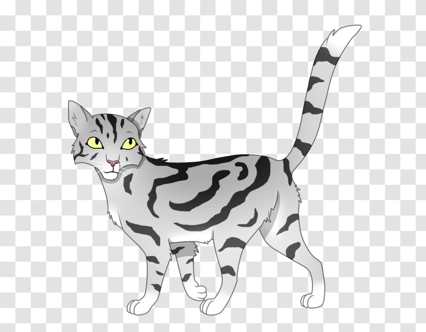 American Shorthair Wirehair California Spangled Manx Cat Sokoke - Small To Medium Sized Cats - Kitten Transparent PNG