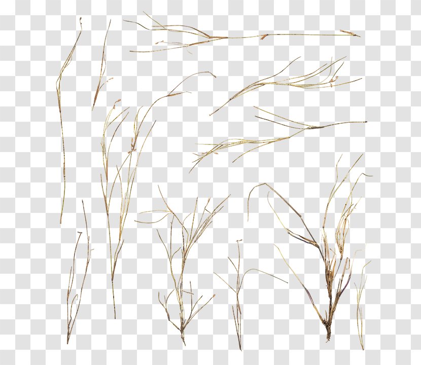 Twig Sketch Grasses Pattern Summer - Branch - Dry Grass Crafts Transparent PNG