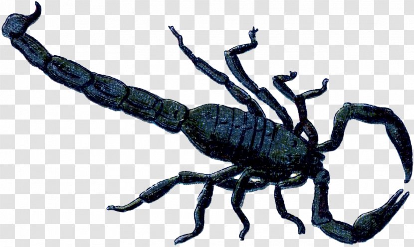 Scorpion Weevil Terrestrial Animal Transparent PNG