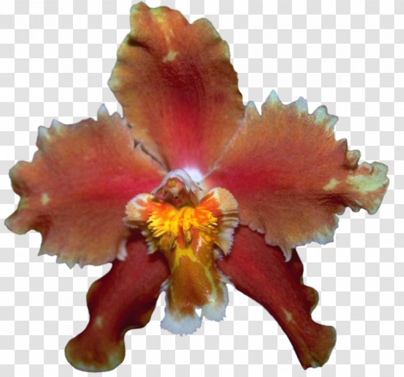 Cattleya Orchids Yellow - Petal Transparent PNG