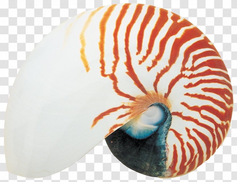 Sea Snail Seashell Nautilidae - Invertebrate Transparent PNG