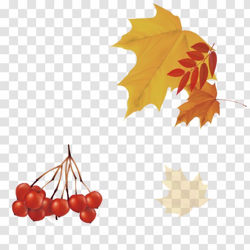 Autumn Leaf - Maple - Hand Painted Leaves Transparent PNG