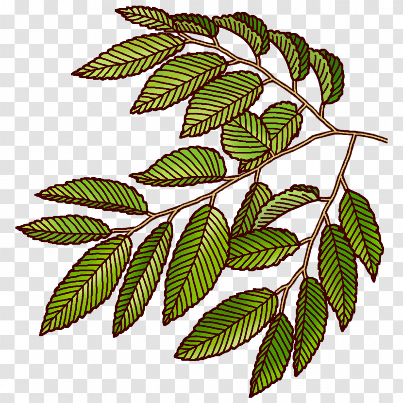 Branch Plant Stem Leaf Pattern Flower Transparent PNG