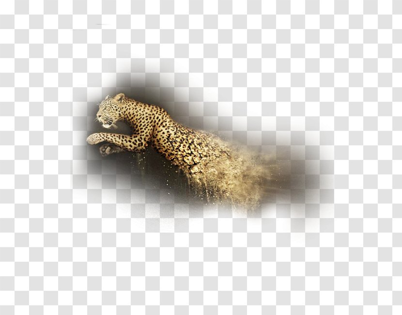 Tail - Leopard Transparent PNG