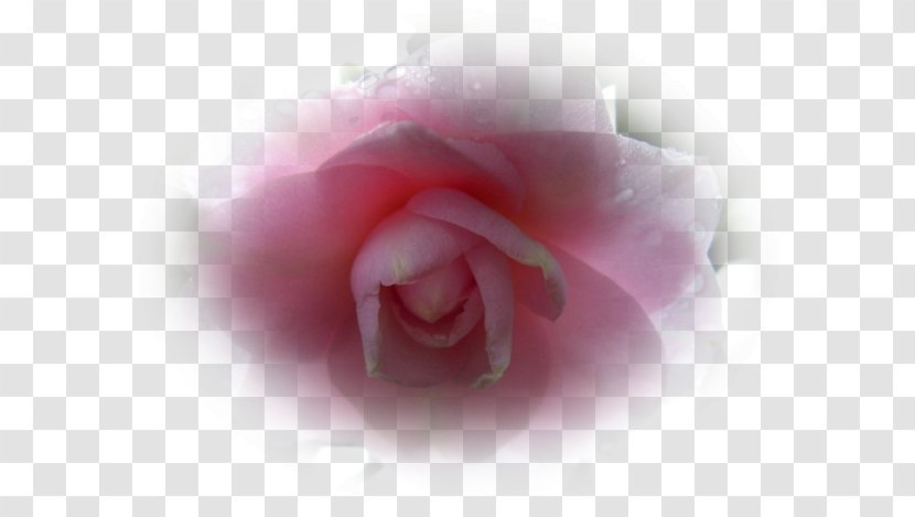 Garden Roses Cabbage Rose Pink Red Blue Transparent PNG