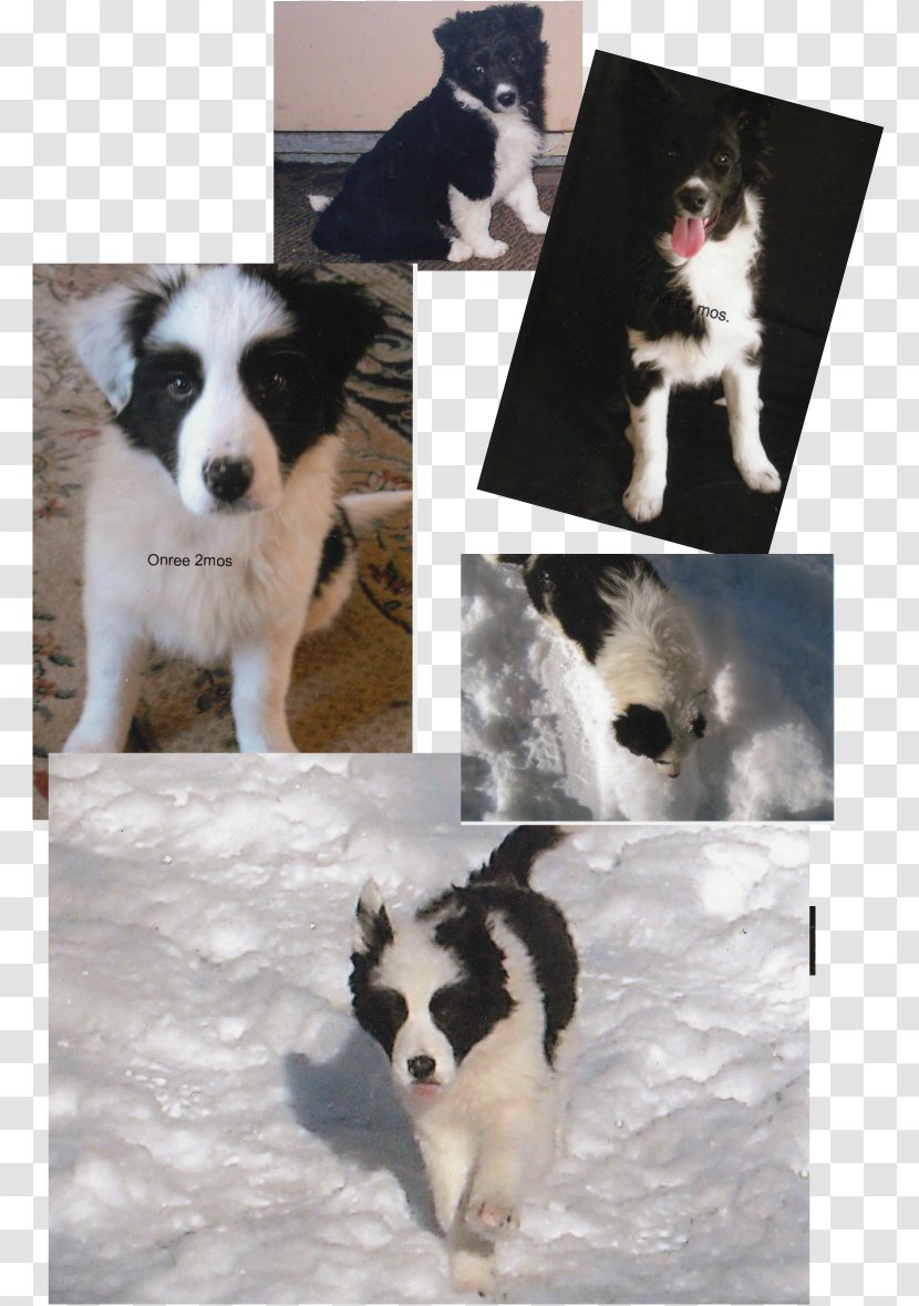 Dog Breed Border Collie Karelian Bear Rough - Karelia Transparent PNG