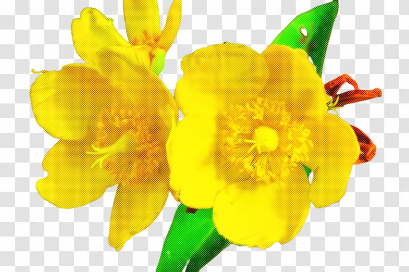Flower Yellow Petal Plant Narcissus - Herbaceous - Freesia Transparent PNG