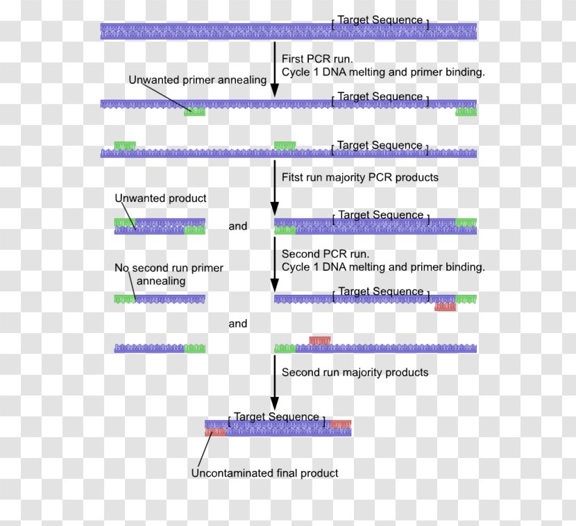 Nested Polymerase Chain Reaction Primer Inverse Reverse Transcription - Realtime Transparent PNG