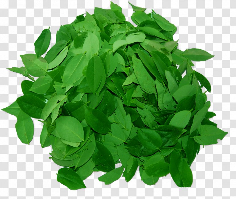 Green Leaf Background - Dog - Annual Plant Basil Transparent PNG