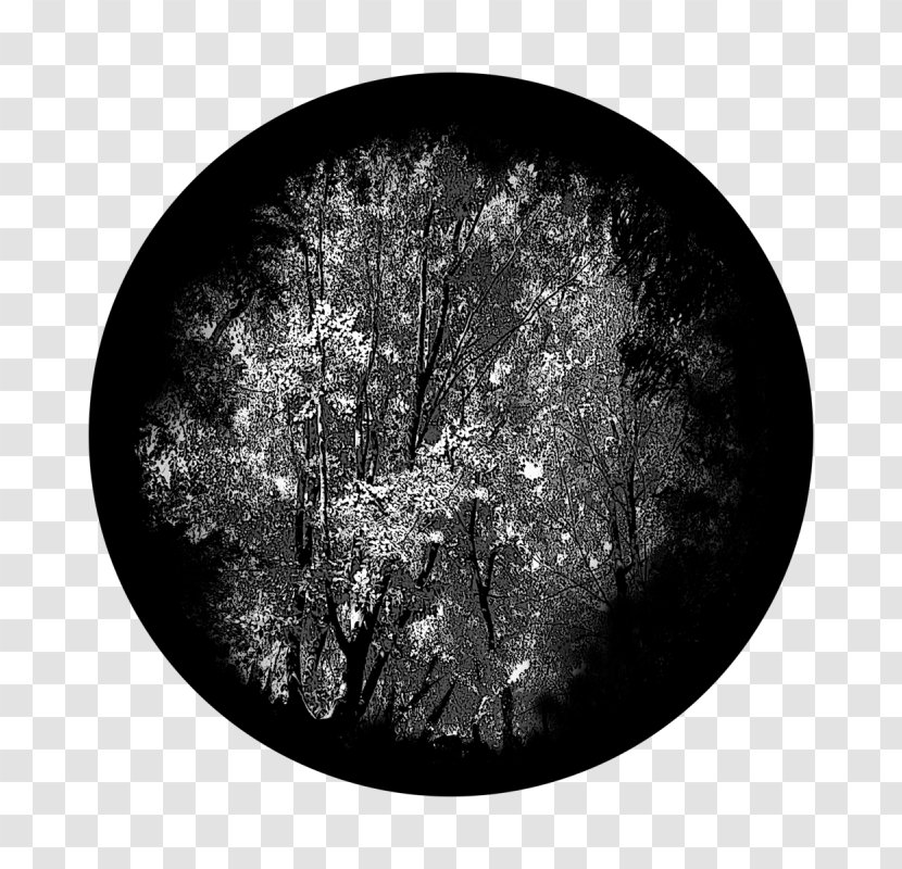 Branch Black Black-and-white Plate Tree - Still Life Photography - Dishware Transparent PNG
