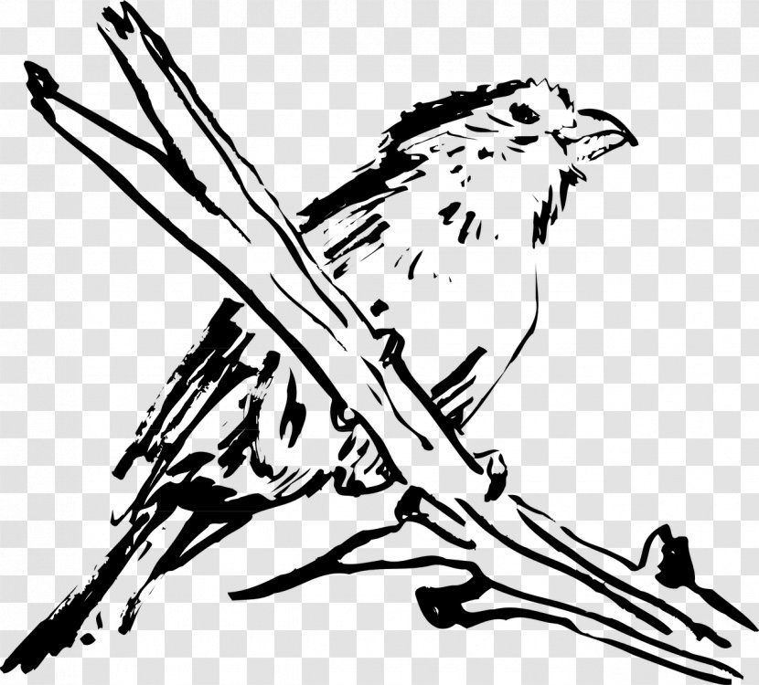 Bird Clip Art Feather Beak Wing - Of Prey Transparent PNG