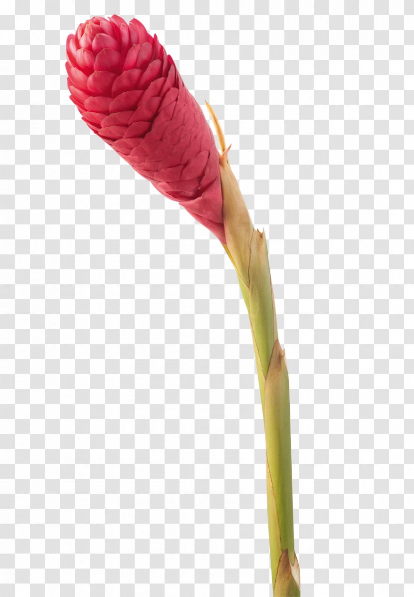 Flower Plant Stem Bud Turmeric - Jungle Transparent PNG