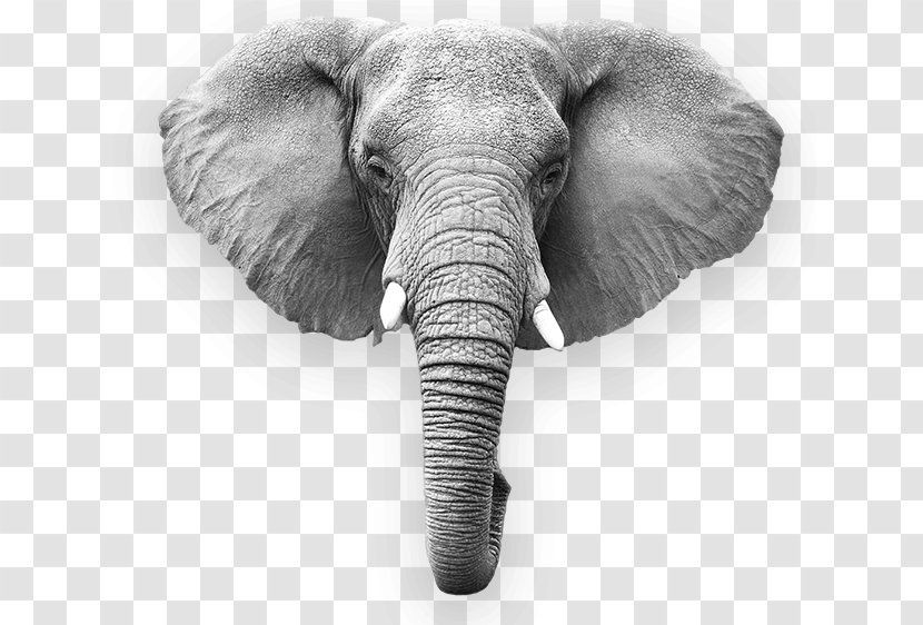 African Elephant Indian Megafauna Wildlife - Elephantidae Transparent PNG