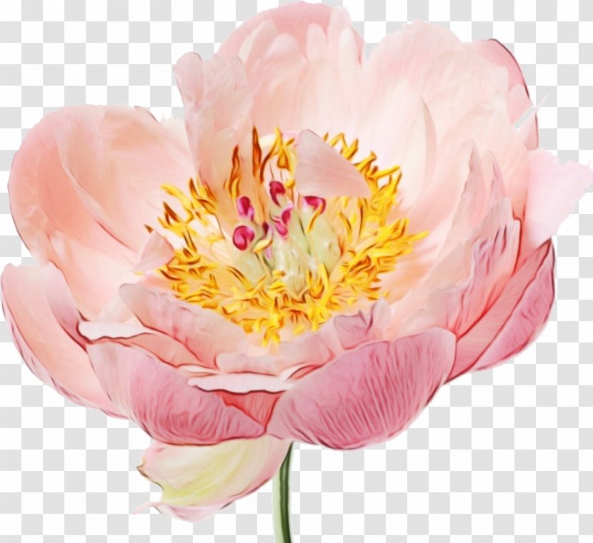Peony Pink Flowers Garden Roses - Cut Transparent PNG