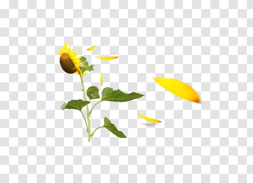 Download - Sunflower - Free Pull Material Transparent PNG