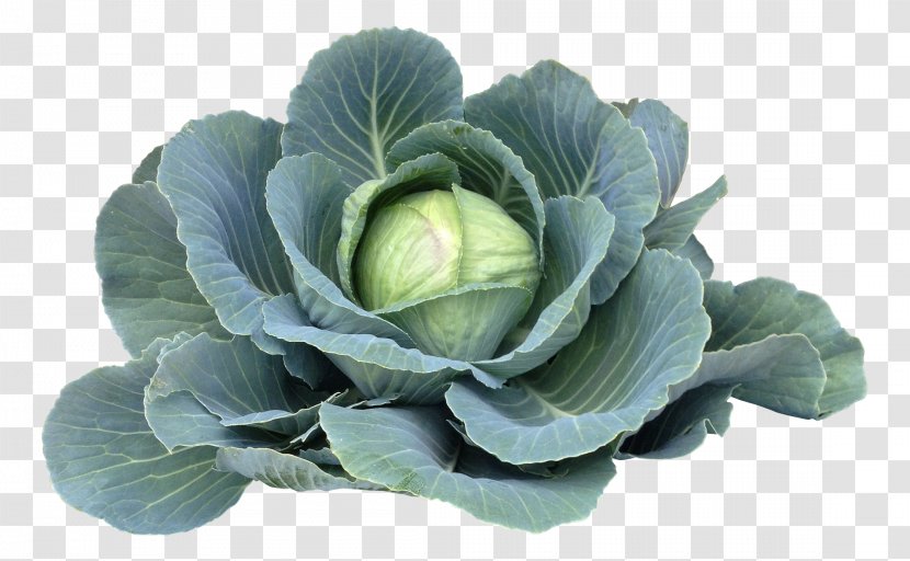 Chinese Cabbage Spring Greens Vegetarian Cuisine Vegetable - Leaf Transparent PNG
