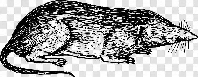 Cat Common Shrew Canidae Clip Art - Muroidea - Mouse Vector Transparent PNG