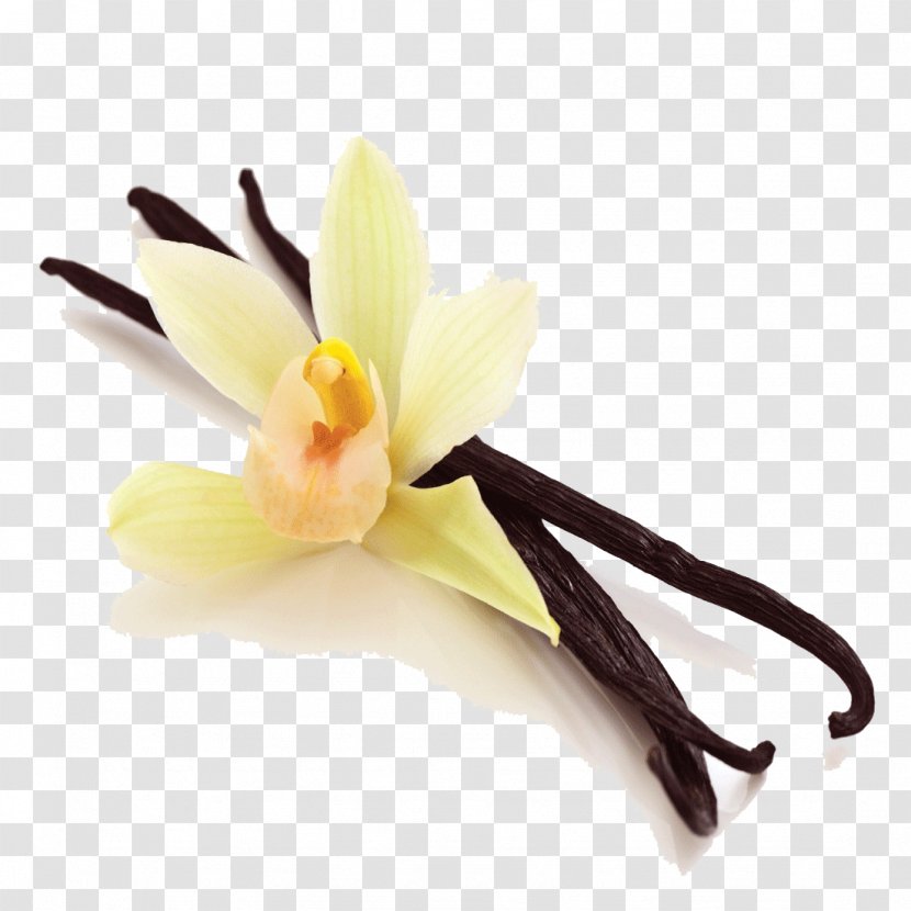 Ice Cream Flat-leaved Vanilla Spice Flavor - Perfume - Bean Picture Transparent PNG