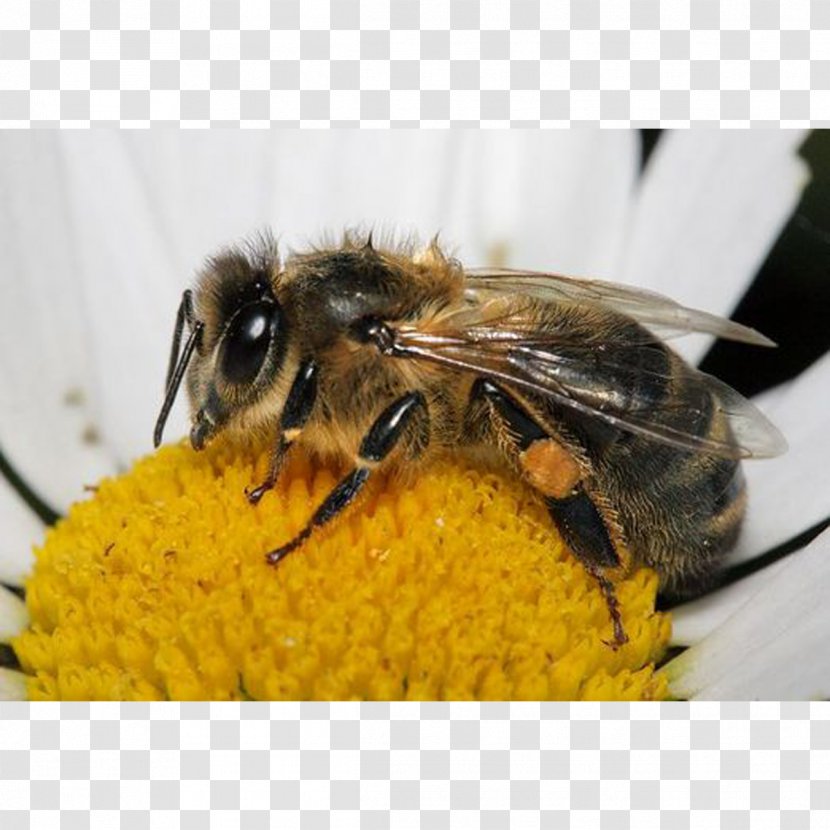 Western Honey Bee Insect Bumblebee Pollen - Membrane Winged Transparent PNG
