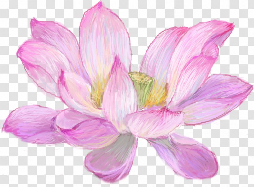 Watercolor Painting Nymphaea Nelumbo Drawing Vector Graphics - Wildflower - Bluebonnet Transparent PNG