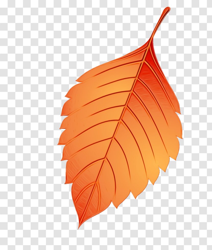 Orange - Tree Plant Transparent PNG