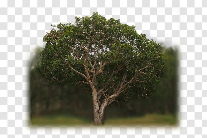 Melaleuca Quinquenervia Essential Oil Viridiflora Leucadendra Lavandin - Balsam - Juniper Berry Transparent PNG