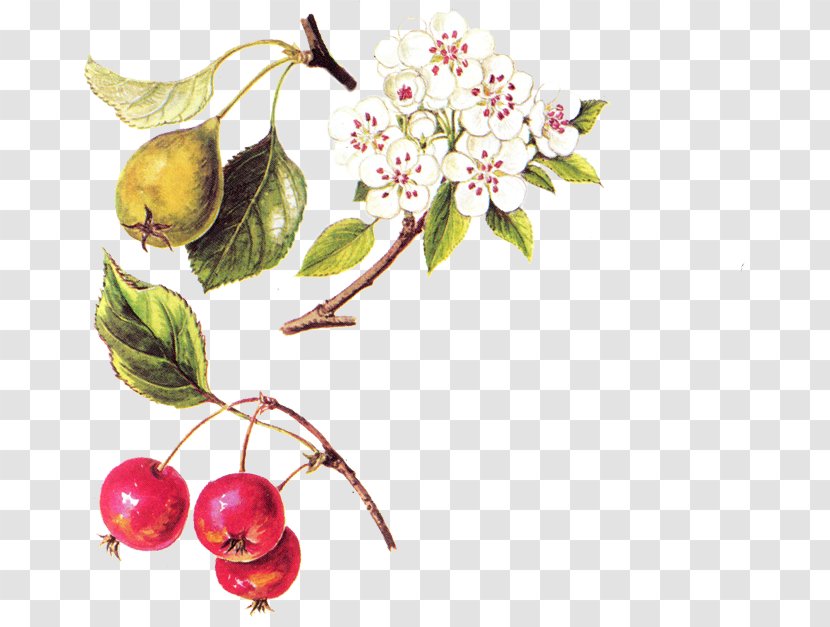 Cherry Still Life Photography Massachusetts Institute Of Technology - Blossom Transparent PNG