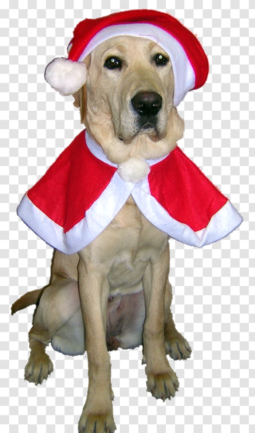 Labrador Retriever Puppy Dog Breed Companion - Christmas Transparent PNG