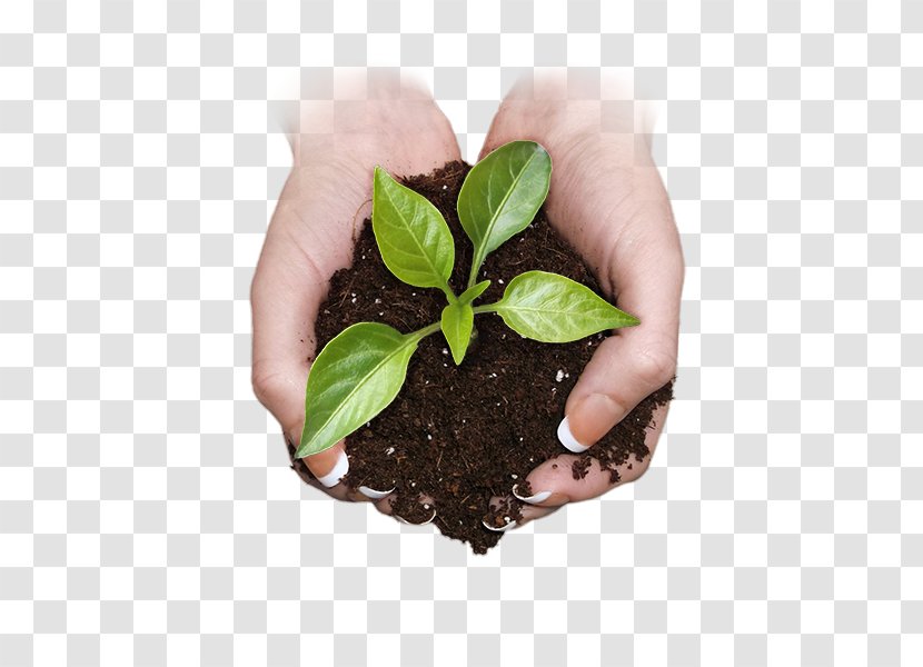 Organic Food Herb Farming - Soil - Pepper Plant Transparent PNG