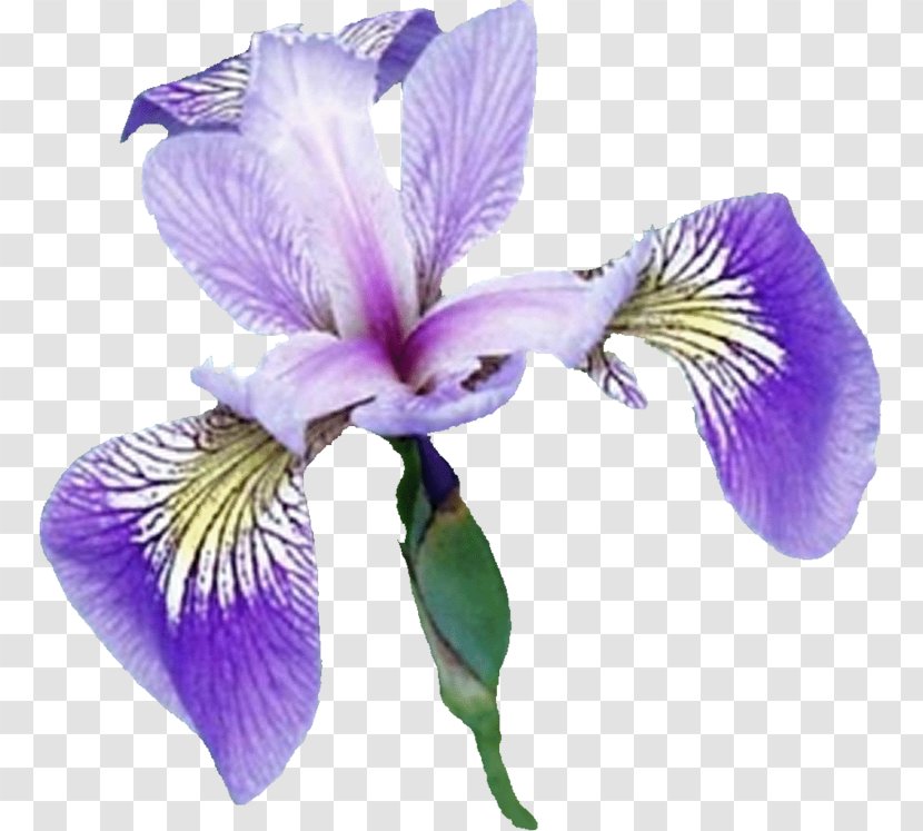 Northern Blue Flag Iris Croatica Botanical Illustration Campiano - Flowering Plant - Petal Transparent PNG