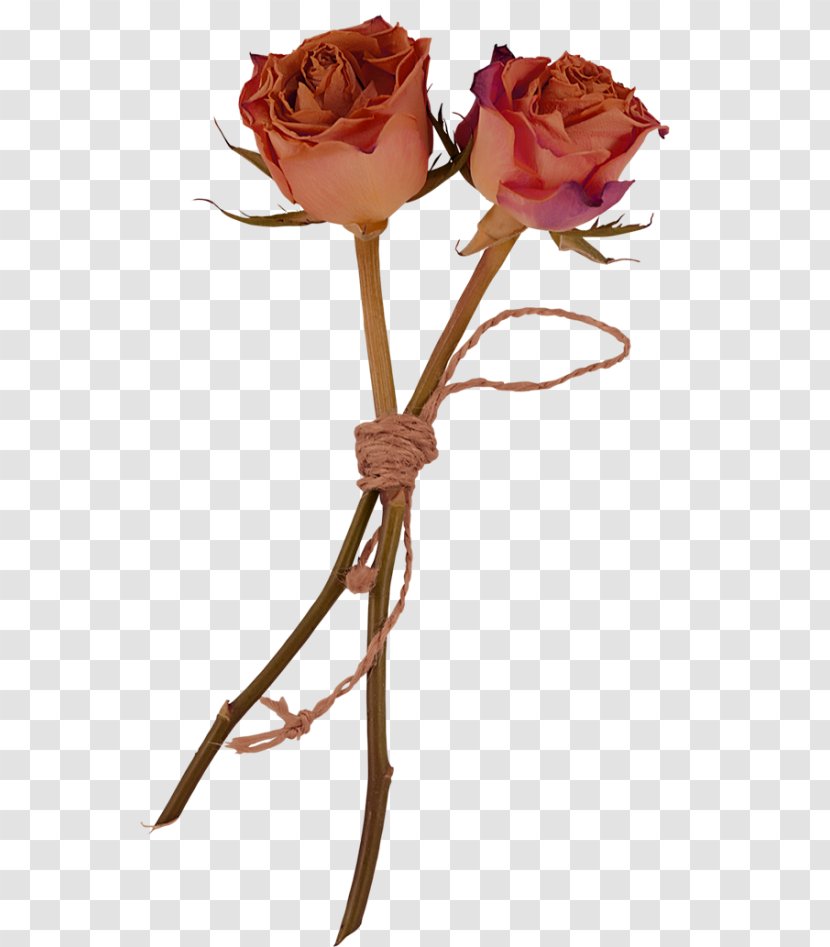 Garden Roses Flower Herbarium Clip Art - Rose Transparent PNG