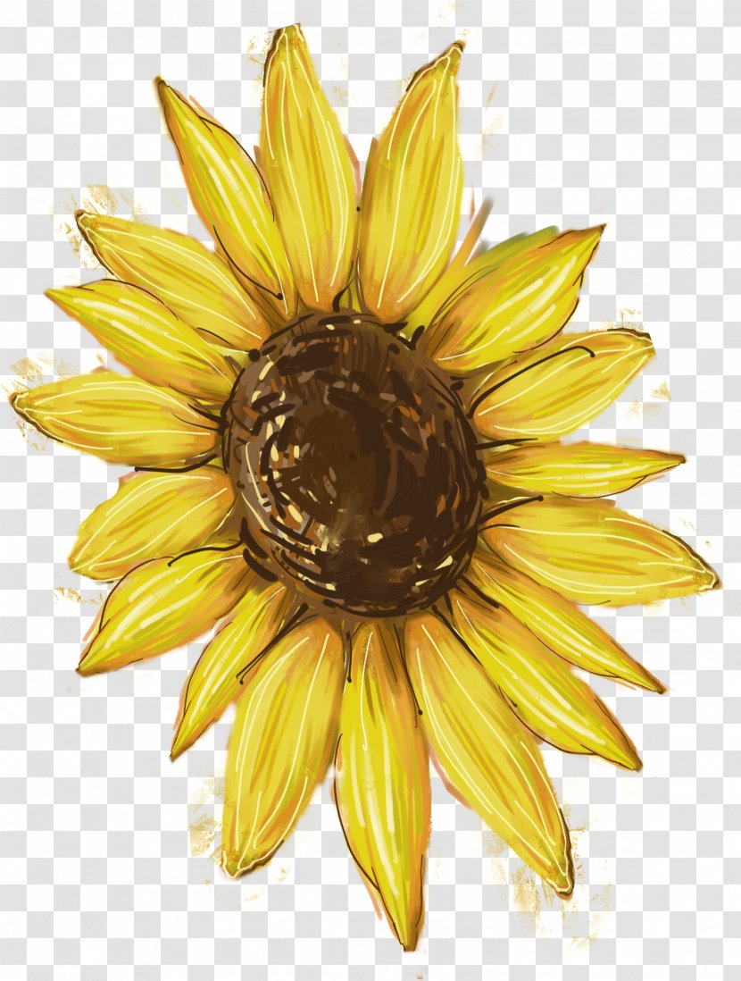 Common Sunflower Download - Yellow - Mural Transparent PNG
